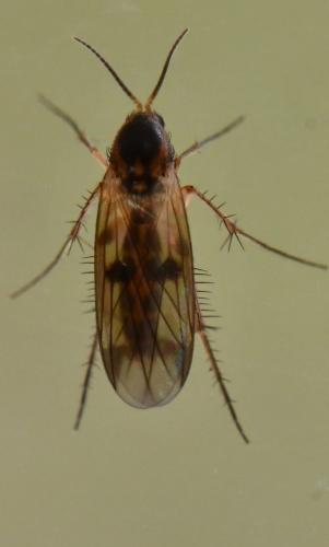 Réf. 295 760 : Mycetophila sp.